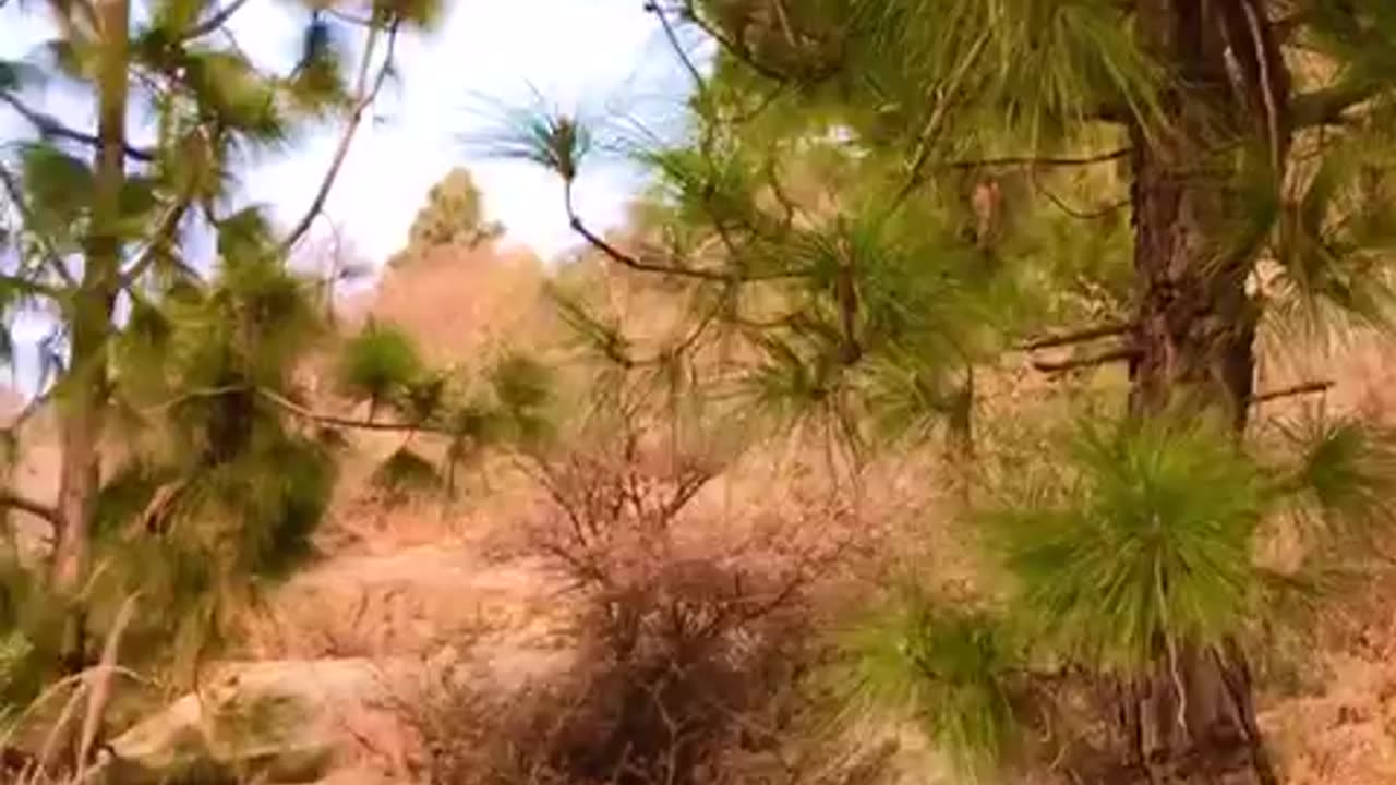 Music | With Green back ground Elum Jowar Buner Kpk Pakistan