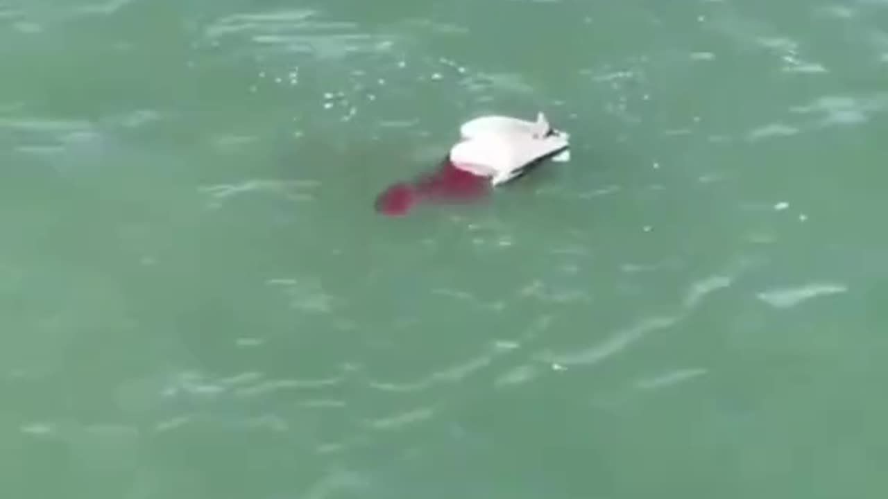 #Useful#Beautiful#Funny #Funny video#laugh# interesting#video#short video#short#short cut