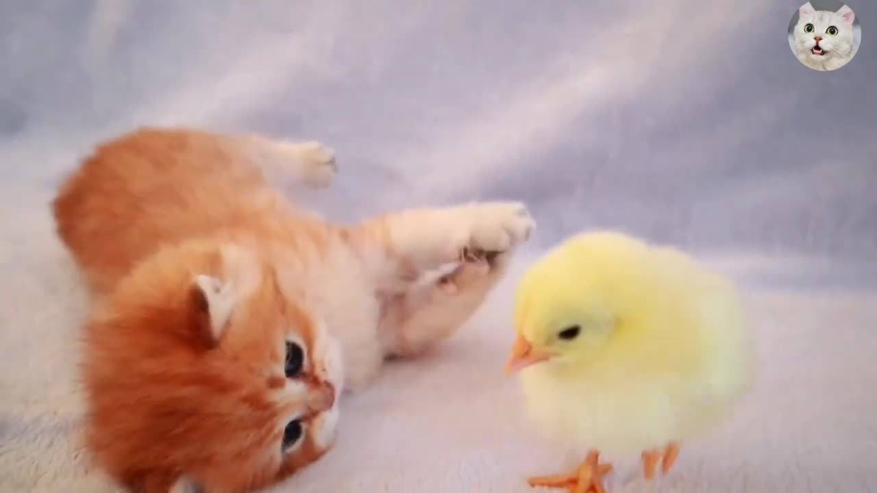 Kitten Cute Cats | Funny Cats video | Love Cute Cat Video