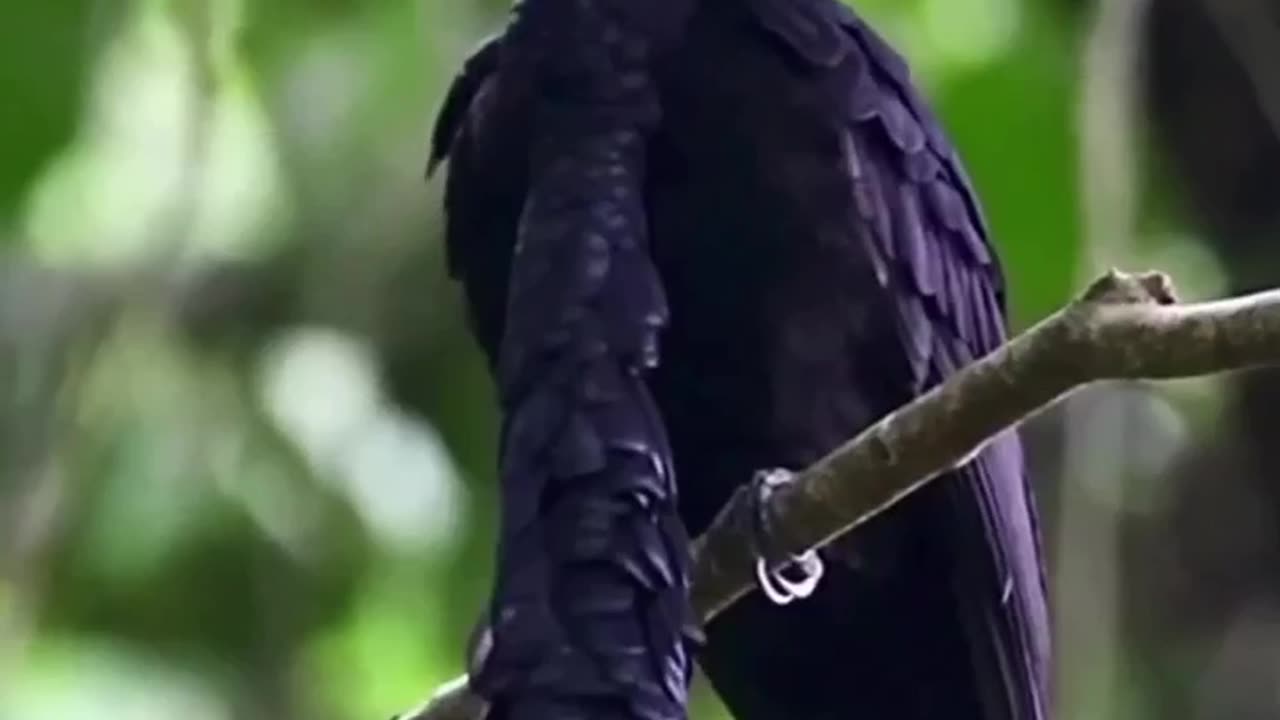 You Have Never Seen Such A Bird_ #shorts #shortvideo #video #virals #videoviral