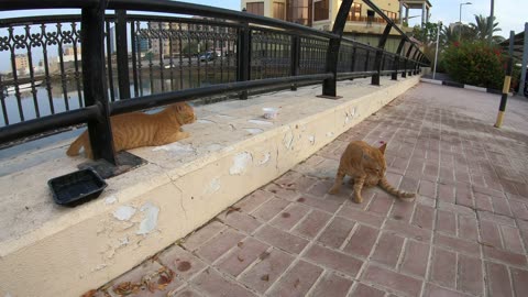 ED SHEERAN & CHRIS MARTIN - Homeless cats in Ras Al Khaimah, UAE #cat #cats #EdSheeran #ChrisMartin