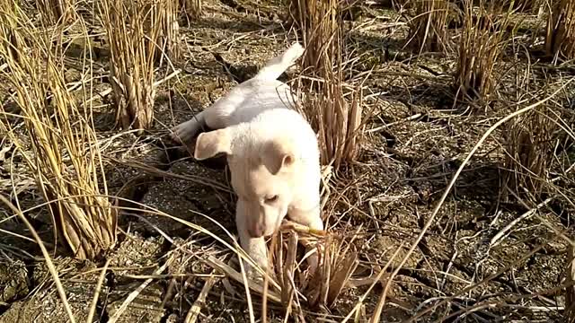 3 puppies running around in the field, having a good time