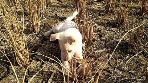 3 puppies running around in the field, having a good time