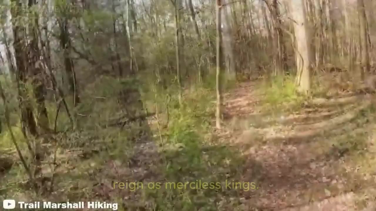 crazy scary bear encounter