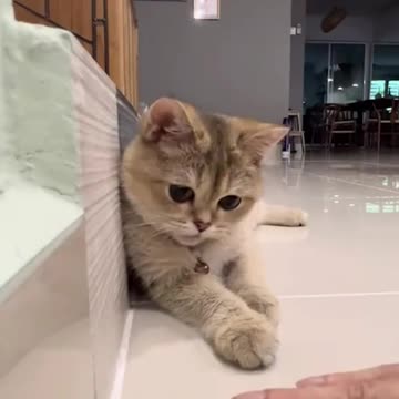 This smart cat is the ultimate trickster 😂