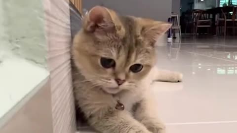 This smart cat is the ultimate trickster 😂