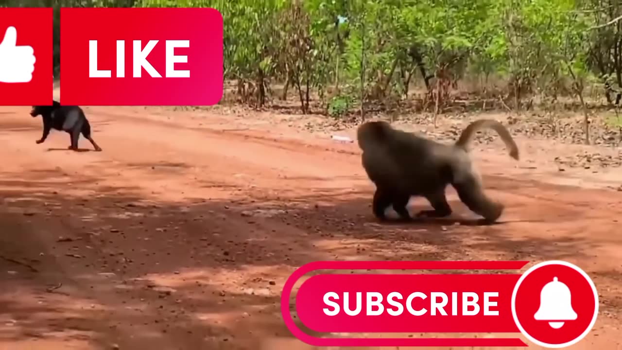 monkey and dog fight