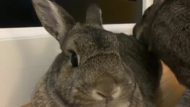 Special 2 Gray Twin Rabbits Wants to Go Inside House