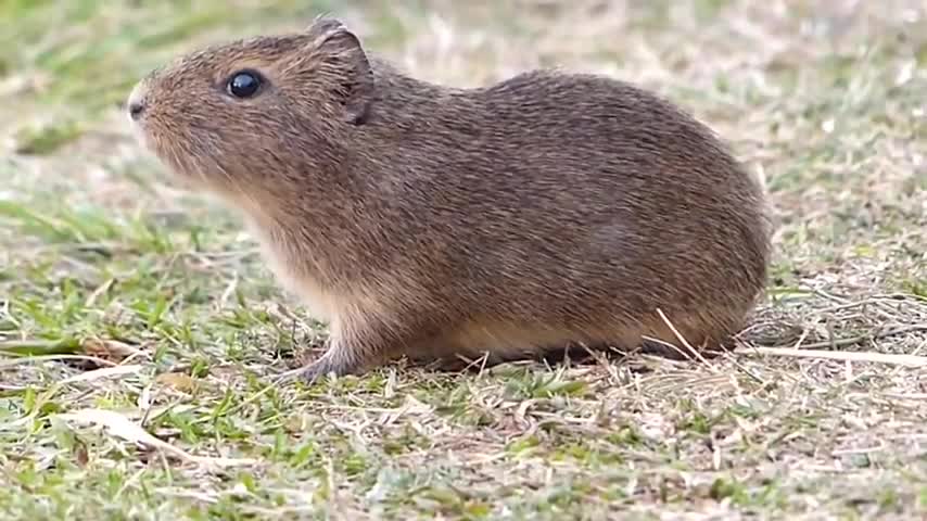 animal fauna brasileira sertaneja PREÁ SILVESTRE selvagem bicho sertanejo campestre brasil