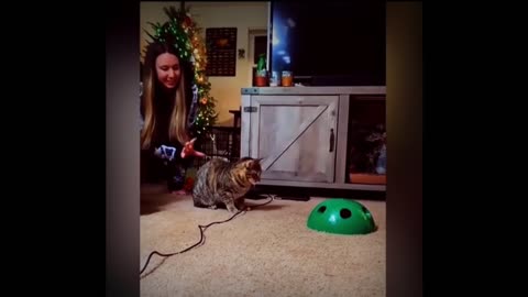 Funny Cats in my house || cutest pet