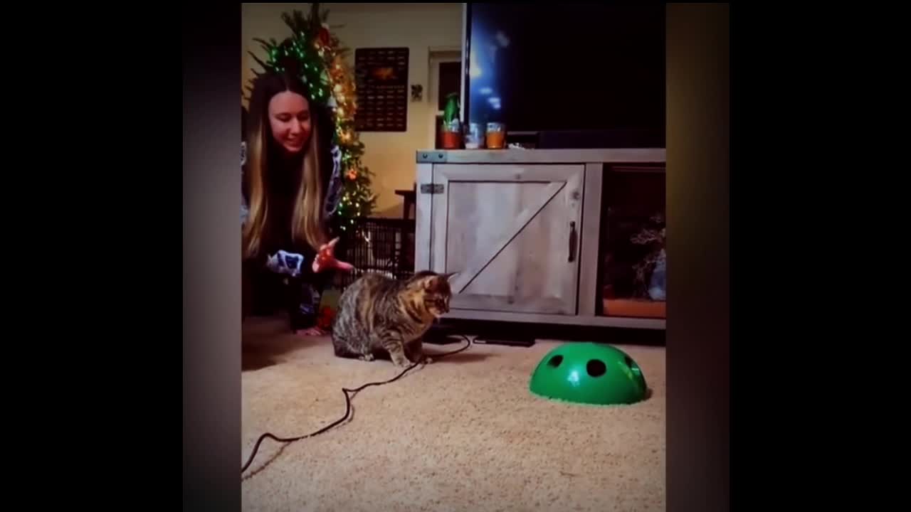 Funny Cats in my house || cutest pet