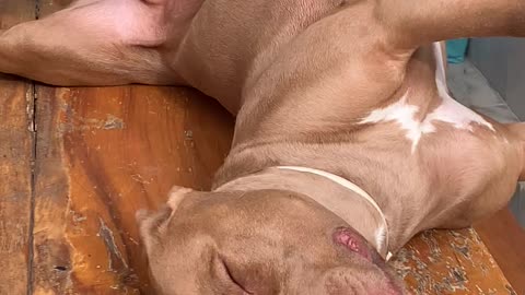 Twisted Pup Sleeping on Table Takes a Tumble