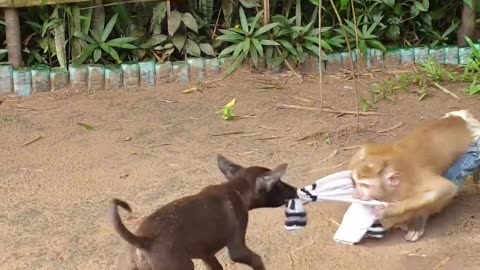 Monkey, dog friendship video.Watch Till End & Enjoy.
