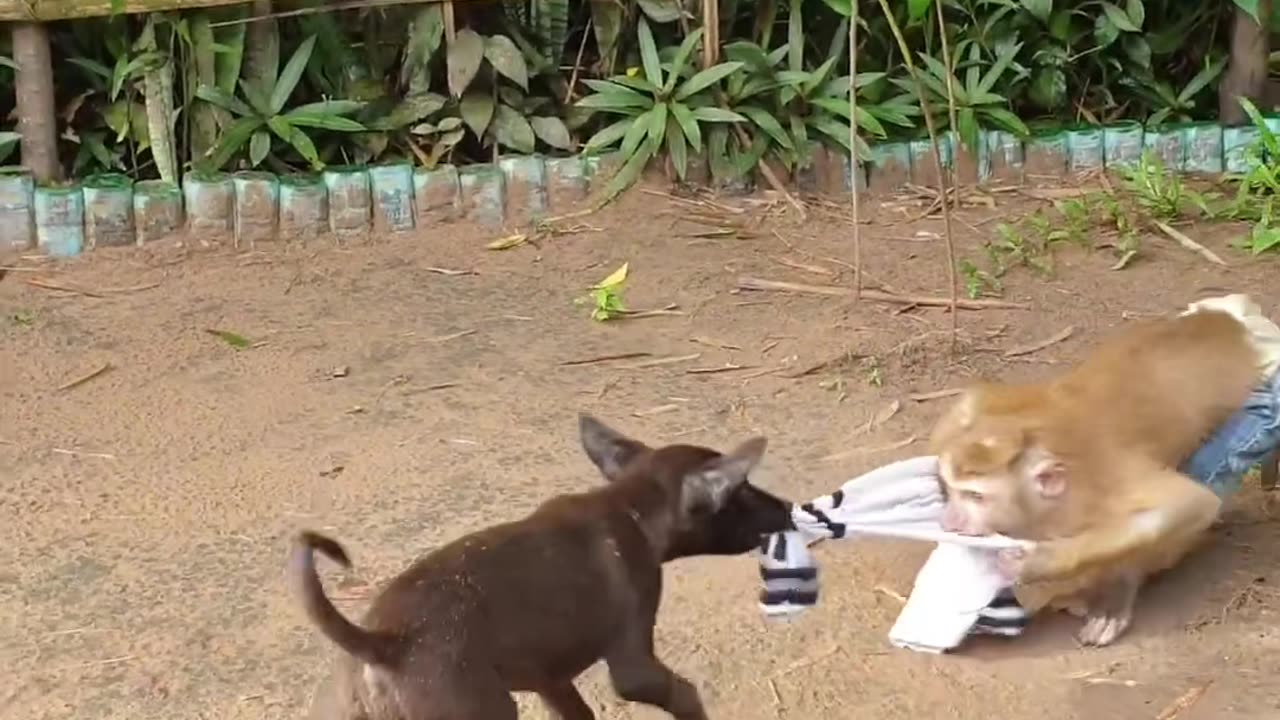 Monkey, dog friendship video.Watch Till End & Enjoy.