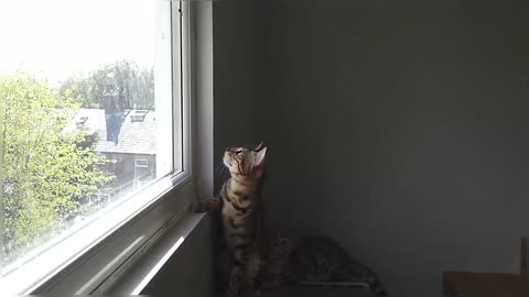 Bengal Kittens Vs Wasp