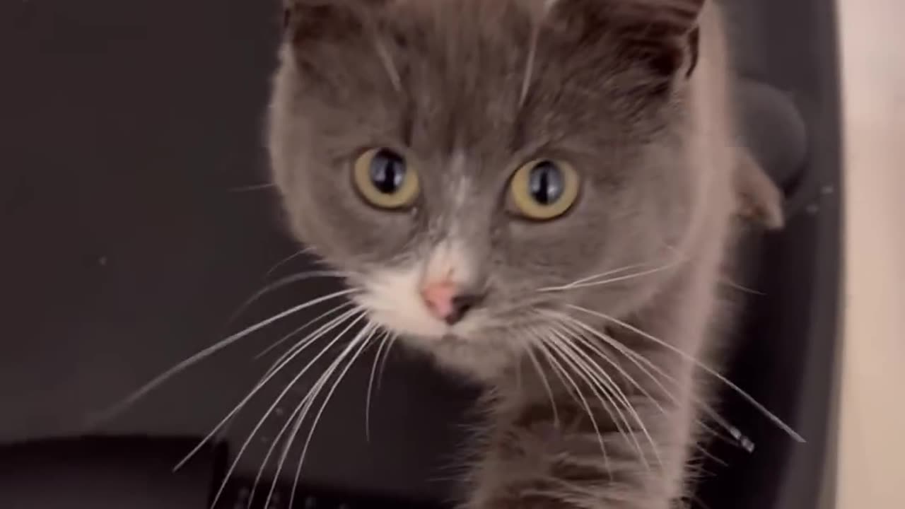 The 😠Emotionally ðŸ˜ðŸ˜ðŸ˜ðŸ˜ Confused Kitten ðŸ˜ðŸ˜ðŸ˜