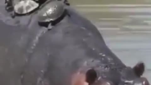 Lot of turtles riding on hippopotamus #shorts #viral #shortsvideo #video