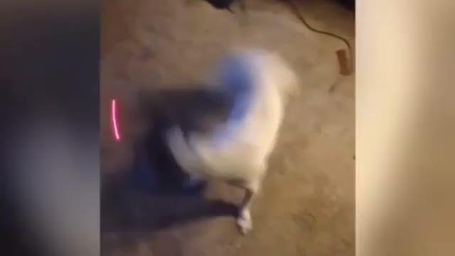 Very Funny Video Dog And Ship