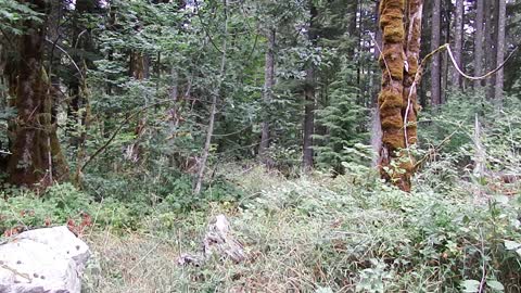 BIGFOOT POEM
