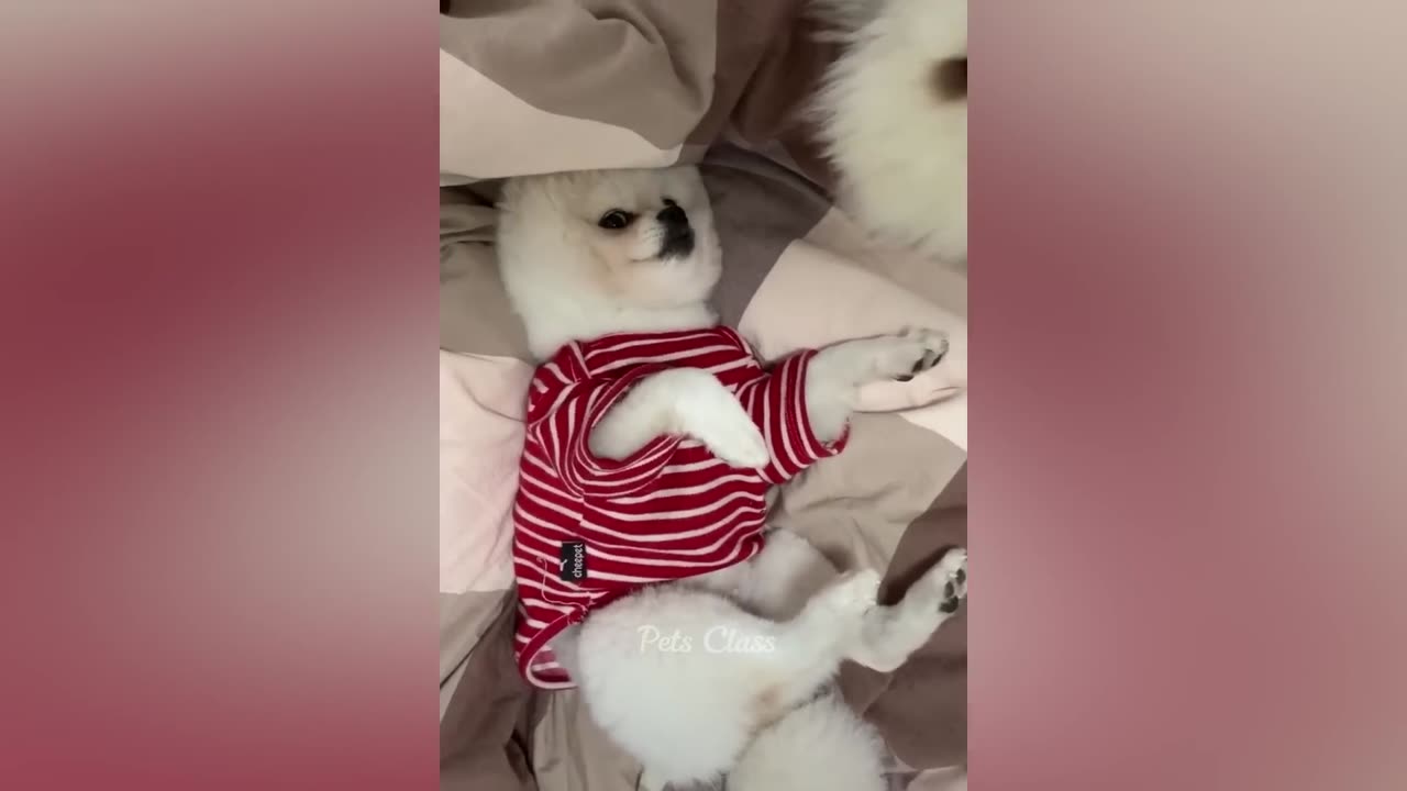 Funniest Animals 2023 😂 Funny Dogs and Cats Videos