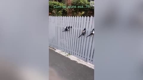 funny bird videos