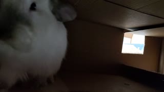 Bunnies playing