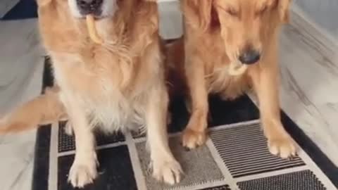 Funny dogs reaction😁