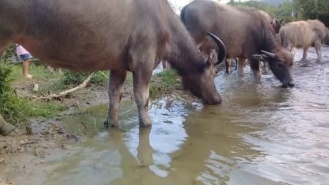 I recorded the moment when the buffaloes drank water