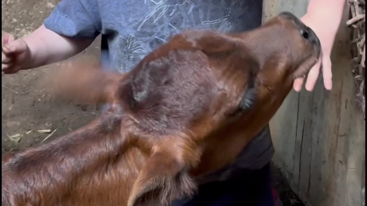 Farm kids and bottle fed calves!