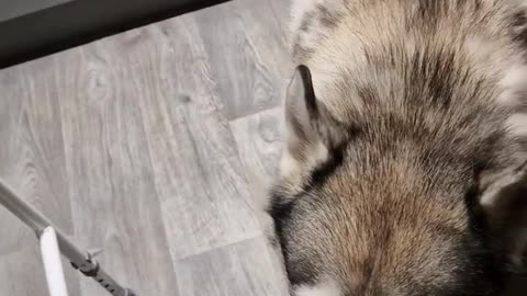 Husky Tells his Mamma off