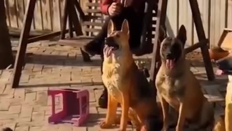 Dog Best Video || Rumble Best Video ||