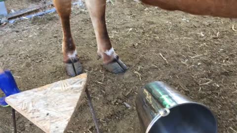 How to Milk a Cow. 2 yr. Old Baby Emma Milks the Family Cow All By Herself