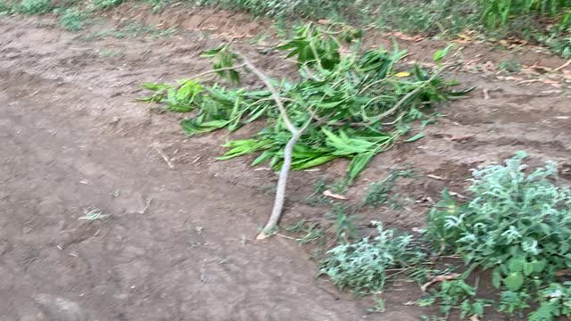 Beerta Gacal ee Afgooye 22/07/22