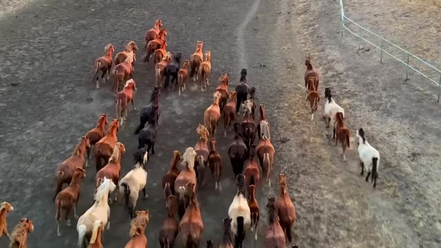 Horses in freedom