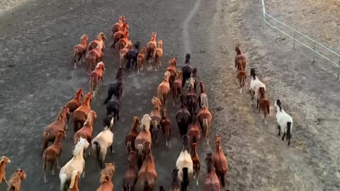 Horses in freedom