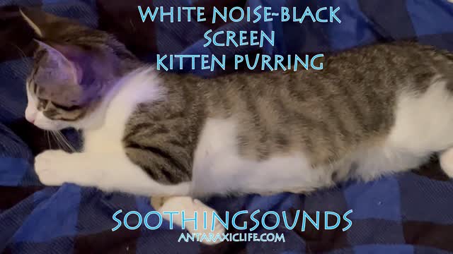 Kitten Purring - White Noise -Black Screen