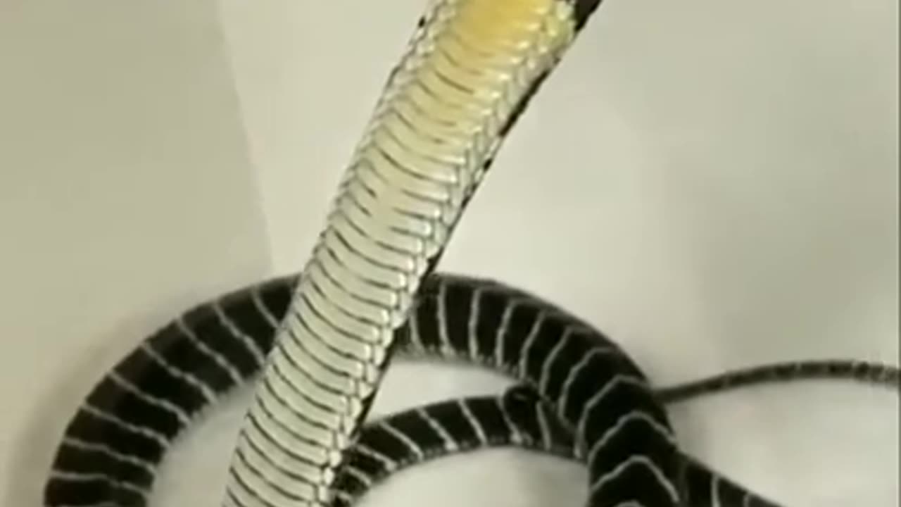 Dangerous_King_Cobra_Snake