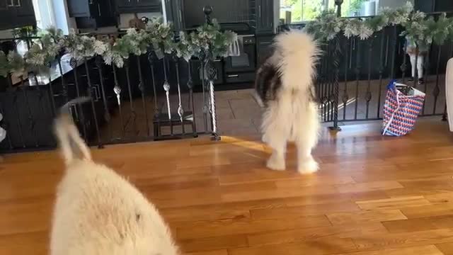 Adorable Little Girl And Husky Play Together! Phil Want's All The Attention Though!!