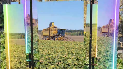 Autumn. A heap of sugar beet