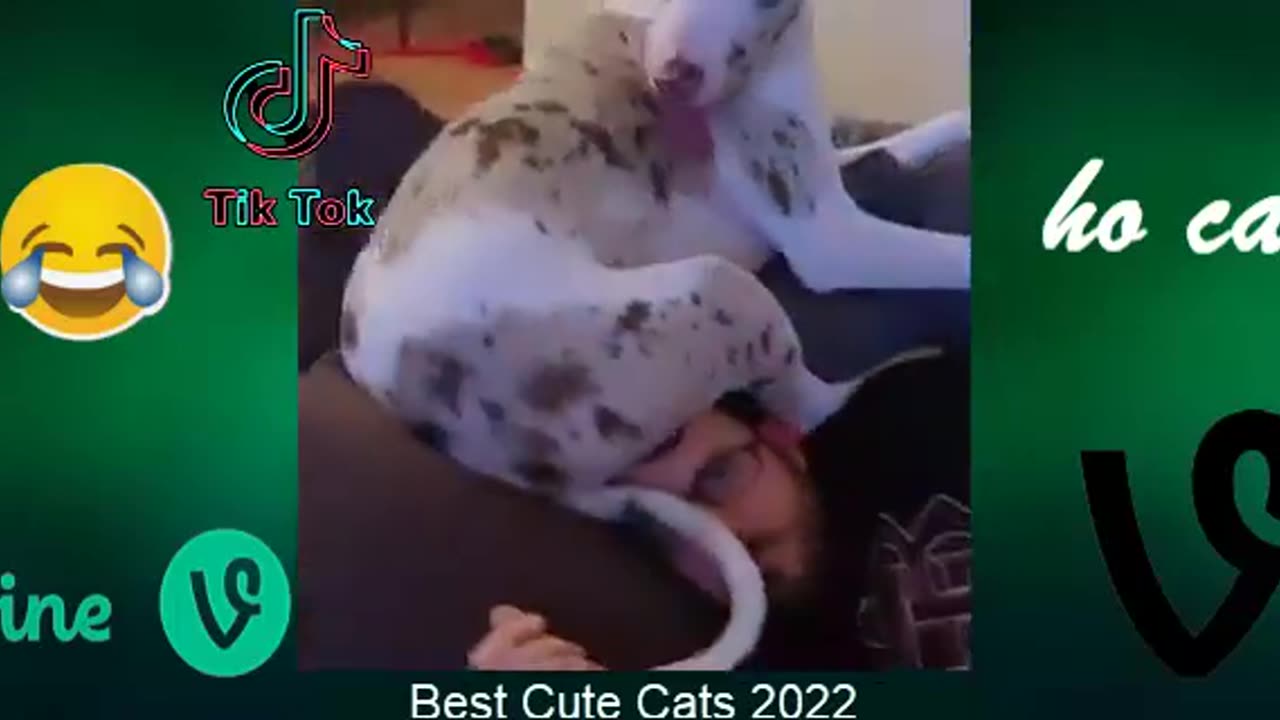 Best Funny Animal Videos Of The 2023 🤣