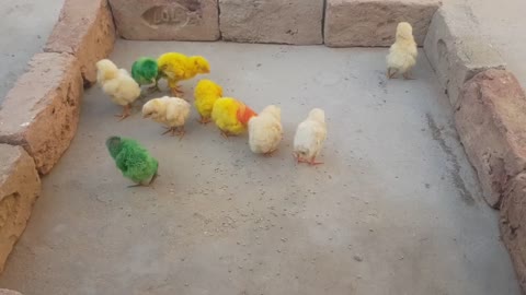 Lovely Hen Chicks eating food _ Bajri _ Beautiful chicks _ chicks village