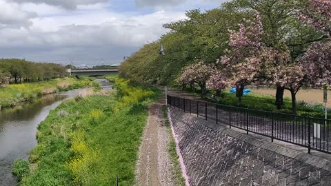 Japan, Saitama, Asakadai, Sakura Blossom 2021.