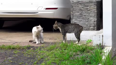 The cat says to his wife, confess you are guilty