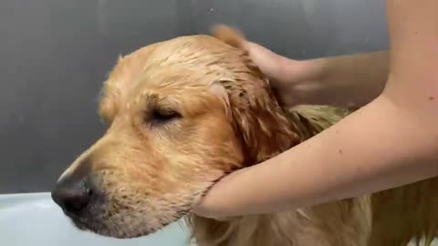 Bathing my Baby Golden Retriever