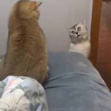Cats funny videos so cute oonno😂😂😂🐱🐱