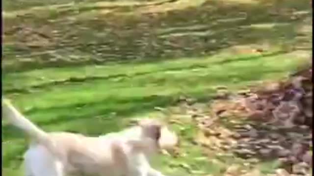 Funny Dog Videos πππΆπΆ