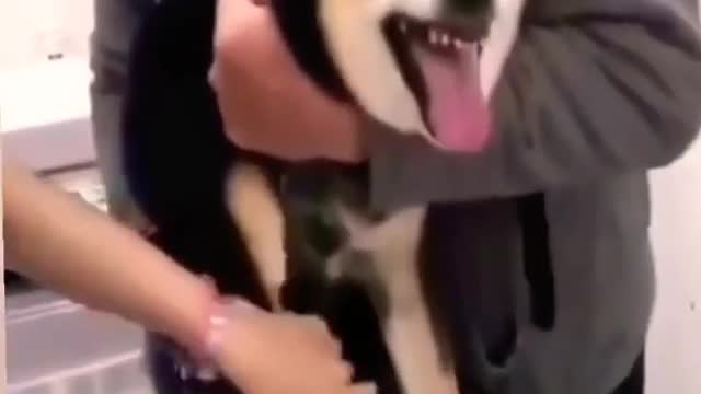 This dog's screams when he got his nail trim (pretty hilarious 😂😂)