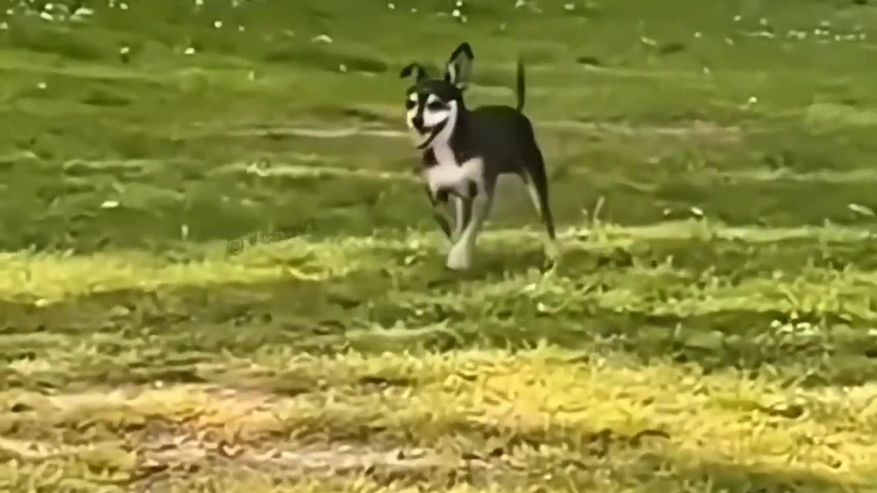Pet world animal world #Shorts #Pet #Funny