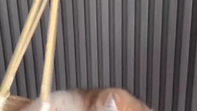 Kitten swings flower basket and prays