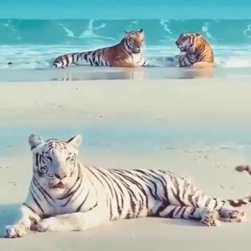 Cubs Meet Adult Tiger for the First Time | Tigers About The House | BBC Earth